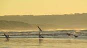 SX00564 Birds flying off from Tramore beach.jpg